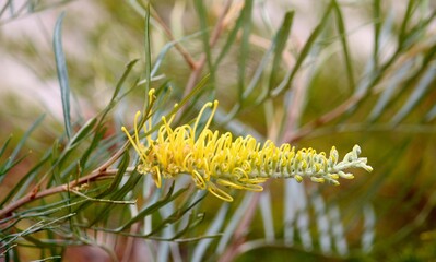 Flower of a Golden grevillea. Grevillea pteridifolia 