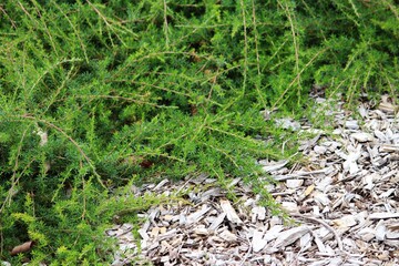 Obraz premium Foliage of a Tickbush. Kunzea ambigua
