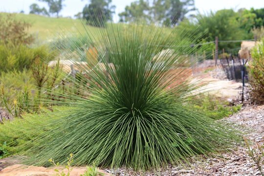 A Balga plant growing in a garden. Xanthorrhoea preissii