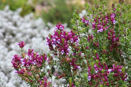 Pink flowers of a Myrtle-leaf milkwort plant growing in a garden. Polygala myrtifolia
