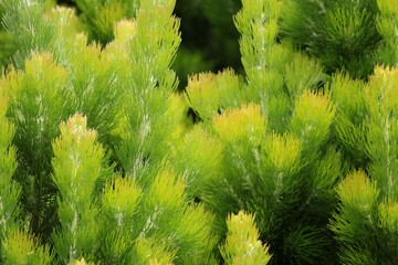 The foliage of a Coastal woollybush. Adenanthos sericeus