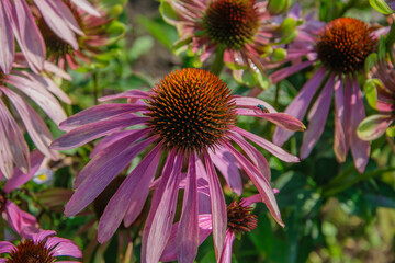 Jesień w ogrodzie z jeżówka purpurową