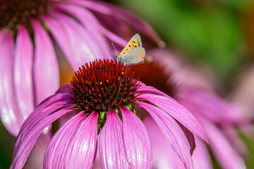Jeżówka purpurowa wąskolistna z bliska i siedzący na niej motylek © Paweł Kacperek