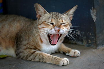 Obraz premium portrait of a cat