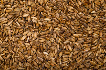 Zbliżenie na ostroprest plamisty ziarna, wypełniające kadr