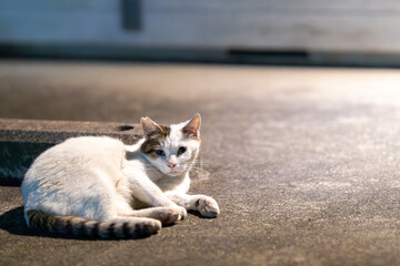 野良ネコちゃん