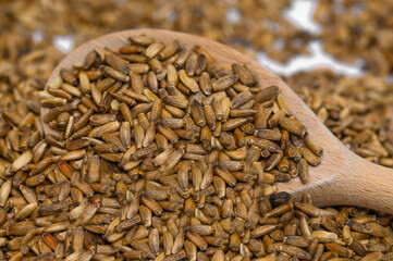 Ostroprest plamisty ziarno na drewnianej łyżce w zbliżeniu 