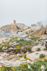 A squirrel in Canadian Rocky.