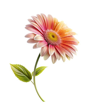 flying plants flowwer 
