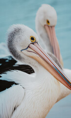 Portrait of a Australian pelican