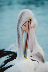Portrait of a Australian pelican