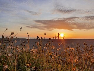The golden light of the sun rising from the sea shines on the trees and grass, bringing them to life.
