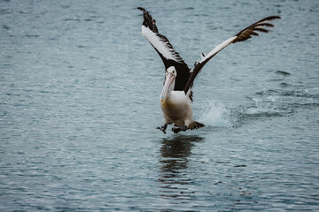 Australian pelican landing in water after flight