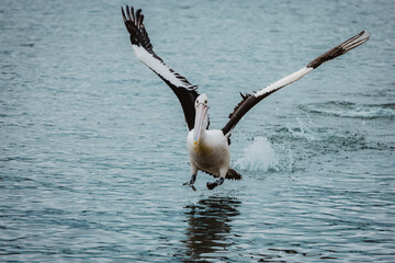Australian pelican landing in water after flight