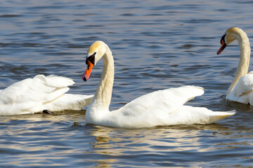 Obraz premium A swan in blue and white on a river. Family baby concept. Swans and birds in nature on the river. A swan in blue and white with a crest over river in nature lifestyle.