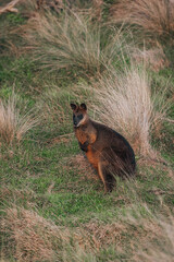 The swamp wallaby (Wallabia bicolor), also known as the black wallaby, is a small macropod marsupial of eastern Australia.