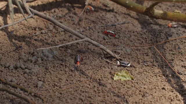 Small vibrant crabs rest on forest floor, blending with natural surroundings and illustrating delicate balance of nature, wildlife, and ecosystem.