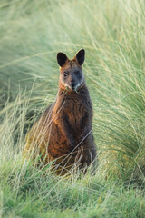 The swamp wallaby (Wallabia bicolor), also known as the black wallaby, is a small macropod marsupial of eastern Australia.