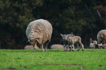 sheep and lambs in the field