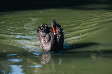 black swan swimming in the lake