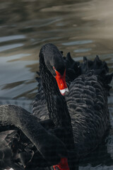black swan on the water