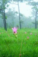 pink flowers in the meadow