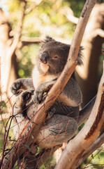 Koala Nestled in the Eucalyptus Tree
