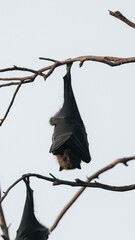 Grey-headed flying fox hanging from a tree in Australia