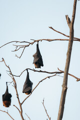 Grey-headed flying fox hanging from a tree in Australia
