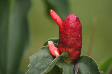 Costus woodsonii. Bogor, Indonesia - June 2, 2015