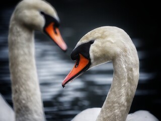 Obraz premium Mute swan (Cygnus olor) Clouse up swan, birdwatching