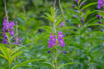 Chamaenerion angustifolium is a perennial herbaceous flowering plant in the willowherb family Onagraceae. fireweed, rosebay willowherb. 3340 Wonderland Cir, Houston, Alaska