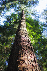 Forest landscape in Canadian Rocky Mountain.
