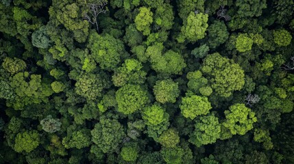 Aerial View of Lush Forest Canopy
