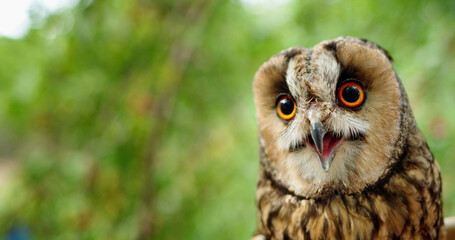 Close-up of a brown owl with large, vivid orange eyes and an open beak, looking alert and curious.