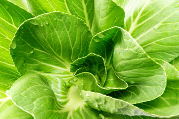Fototapeta premium A close-up of fresh green Bok Choy leaves