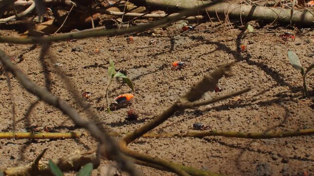 Close-up view of forest floor with various insects and small plants, showcasing biodiversity and micro-ecosystems thriving in nature. Biodiversity and Nature.