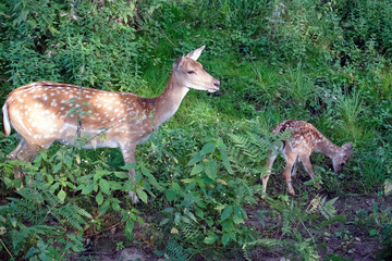 Sika deer. Summer. August. Under the forest canopy. Wildlife.