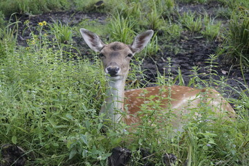 Sika deer. Summer. August. Under the forest canopy. Wildlife.
