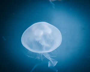 jellyfish in the blue water