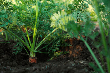 Carrot plants with green leaves growing in garden, closeup