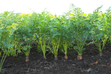 Carrot plants with green leaves growing in garden