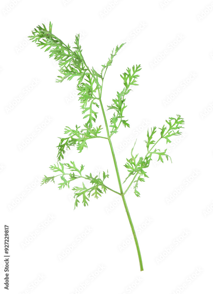 Wall mural One green carrot twig isolated on white