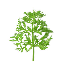 One green carrot twig isolated on white