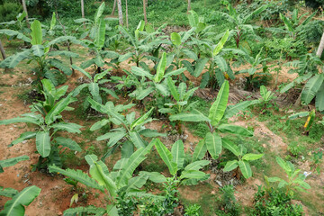 Plantain tree cultivation top view photo taken at Kerala India