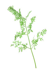 One green carrot twig isolated on white