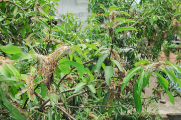 Obraz premium This picture captures a close-up of an ant nest on a mango tree, where ants have skillfully woven leaves together to form a protective colony. These colonies are commonly found in mango trees