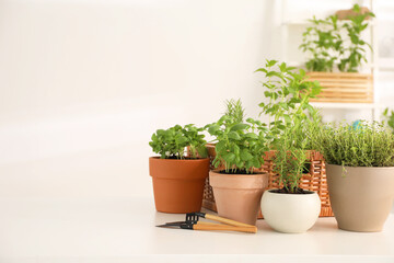 Fototapeta premium Potted herbs and gardening tools on white table indoors. Space for text