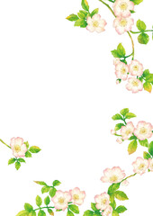 水彩風の野バラのフレーム