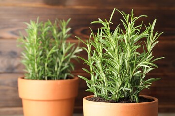 Rosemary plants growing in pots on wooden background, closeup. Aromatic herb